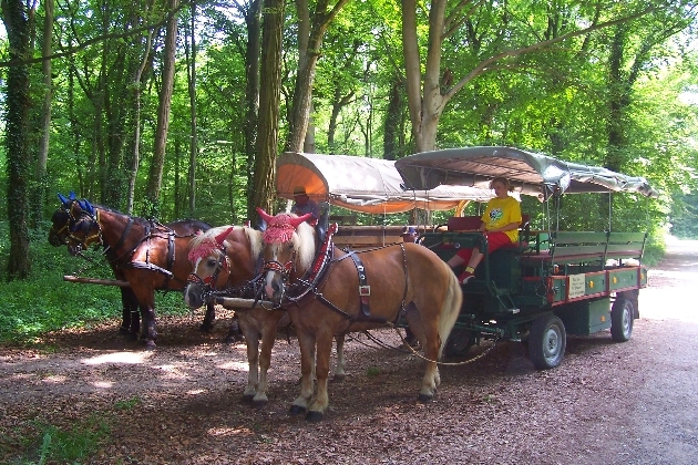 Bild 081.jpg - Kutschfahrt durch das Naturschutzgebiet Taubergießen beim Europa-Park Rust